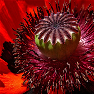 Papaver Orientale 'Beauty Of Livermere'